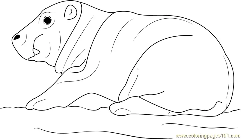 Hippopotamus Coloring Pages 9