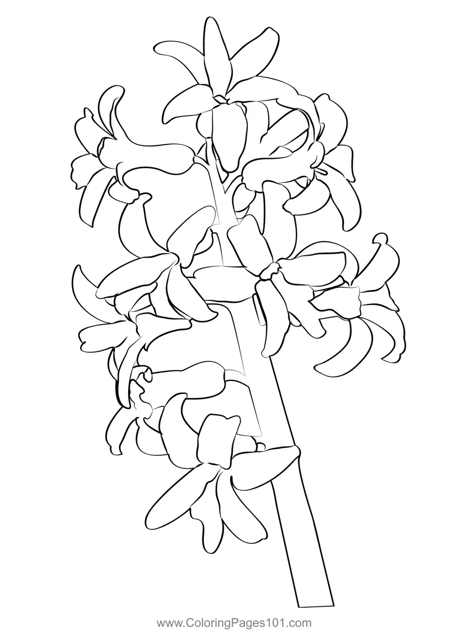 Hyacinth Coloring Pages 1