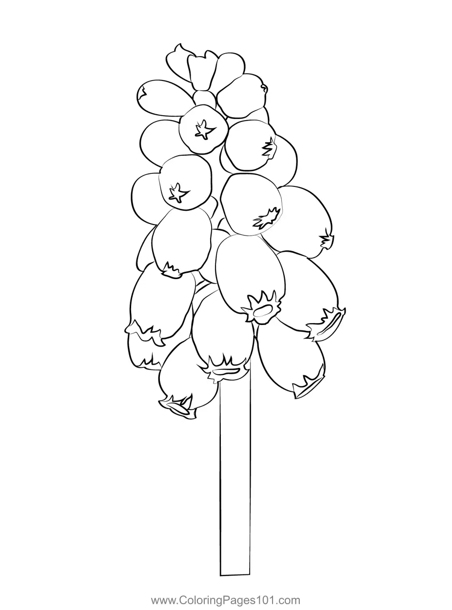 Hyacinth Coloring Pages 2