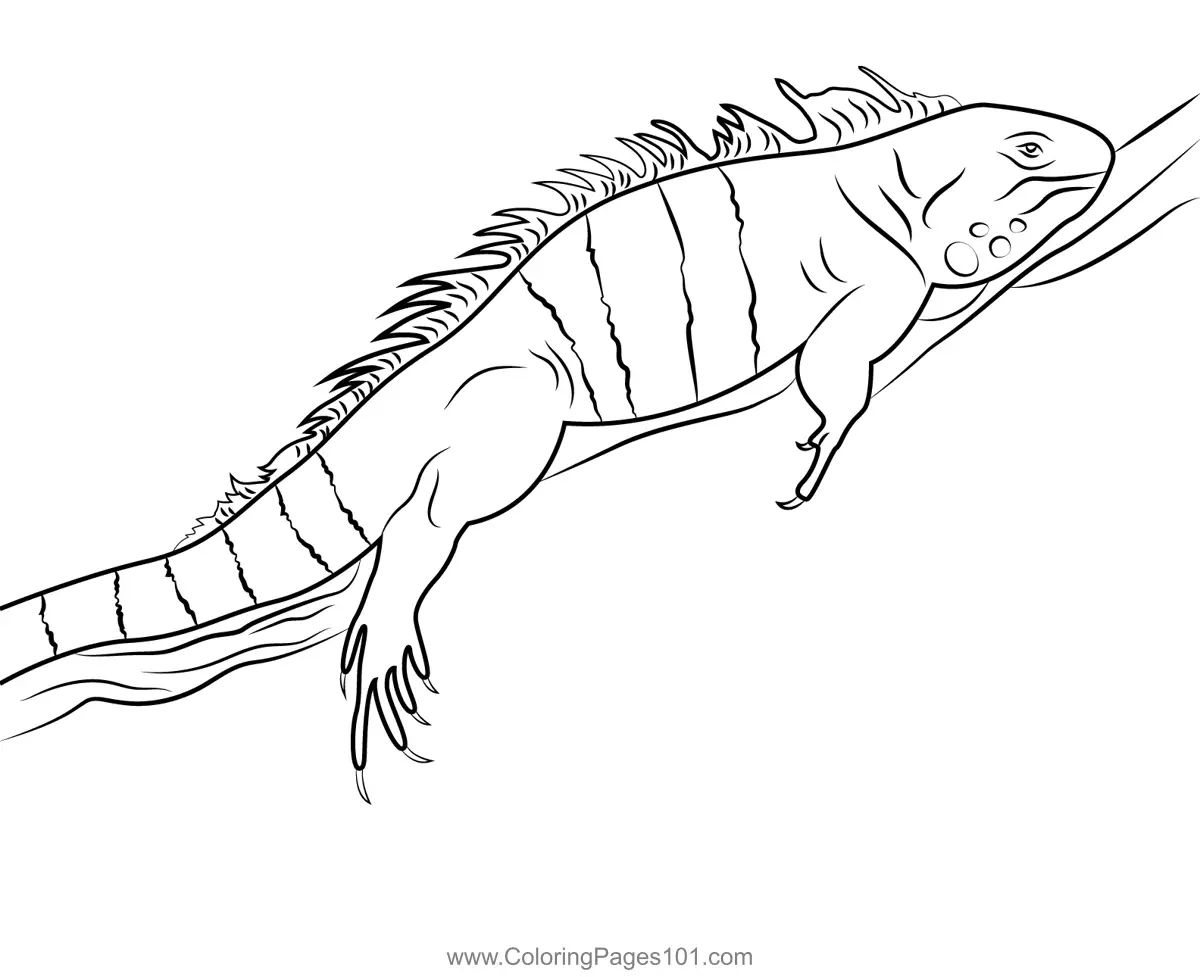 Iguanas Coloring Pages 4