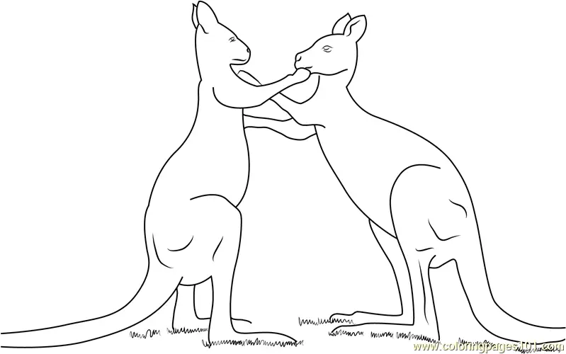 Kangaroo Coloring Pages 11