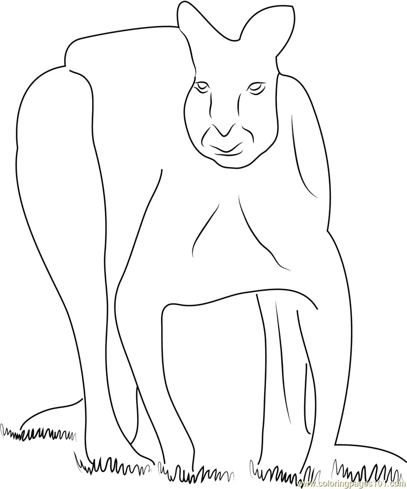 Kangaroo Coloring Pages