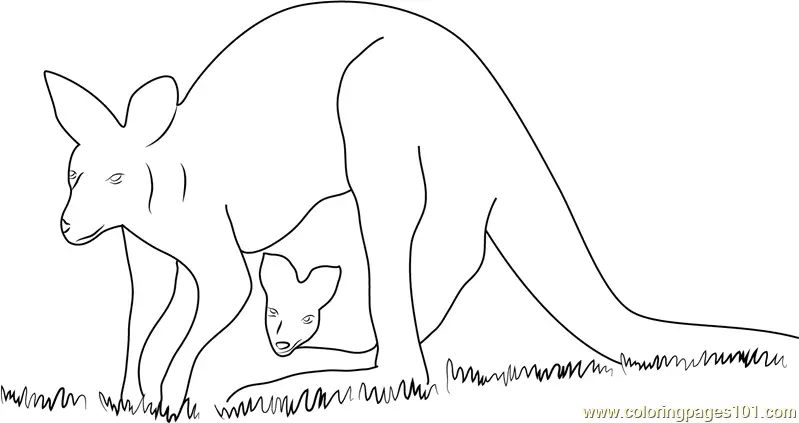 Kangaroo Coloring Pages 2