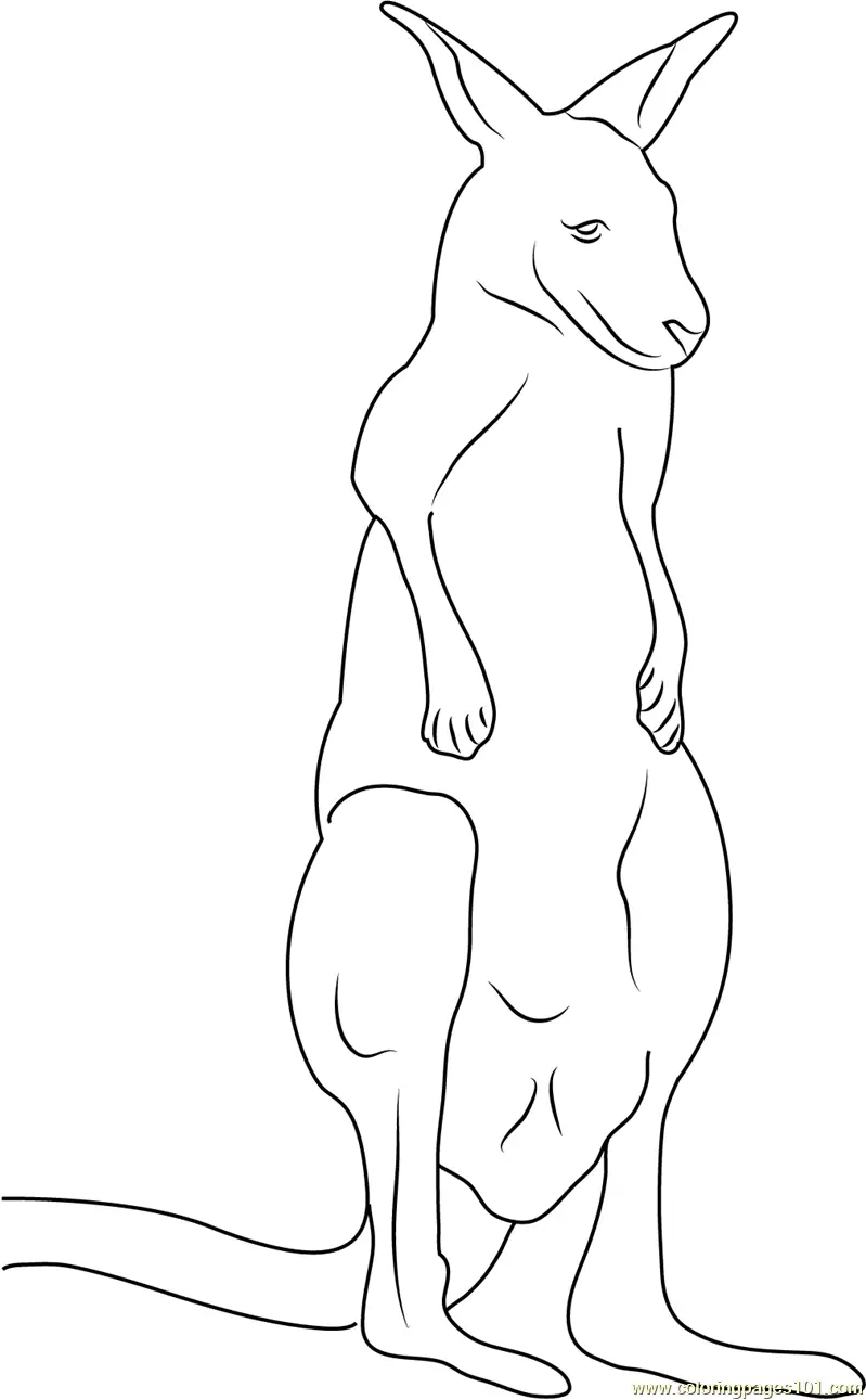 Kangaroo Coloring Pages 3