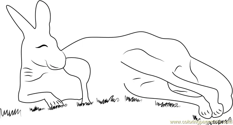 Kangaroo Coloring Pages 4