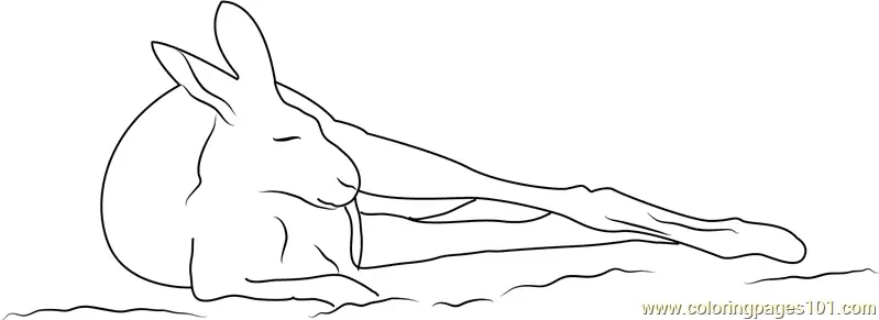 Kangaroo Coloring Pages 6
