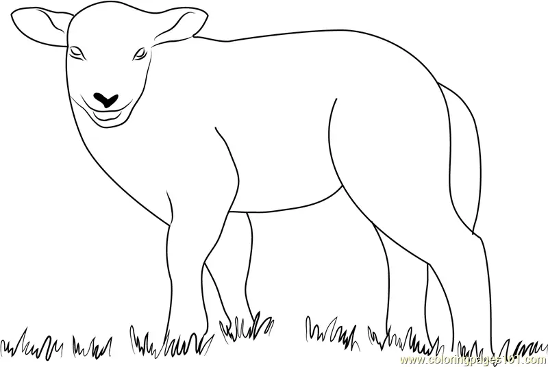 Lamb Coloring Pages 11