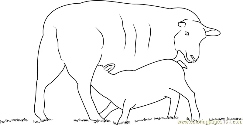 Lamb Coloring Pages 4