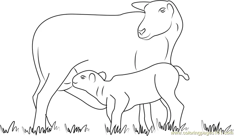 Lamb Coloring Pages 6