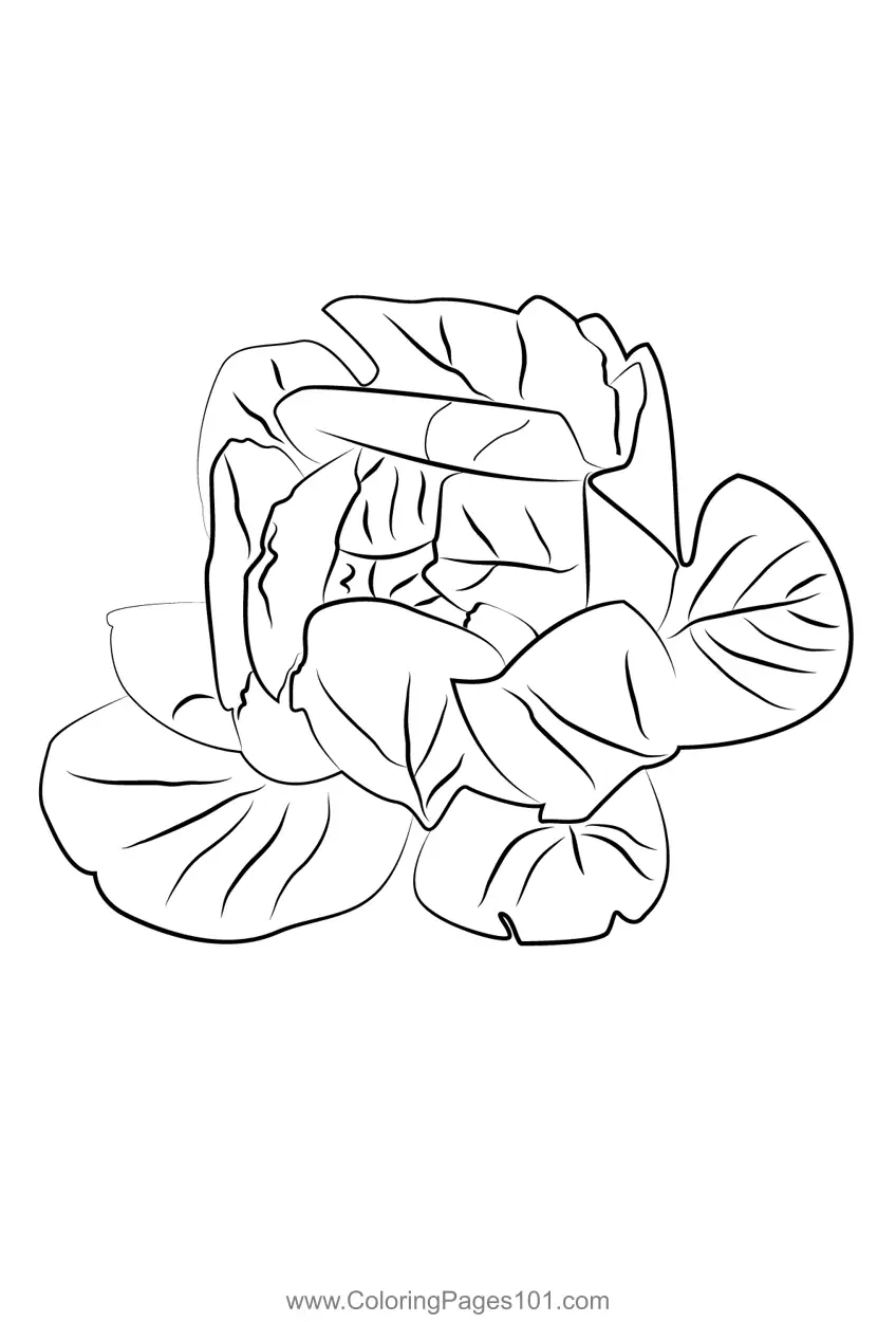 Lettuce Coloring Pages 2