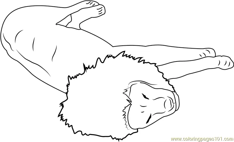 Lion Coloring Pages 9
