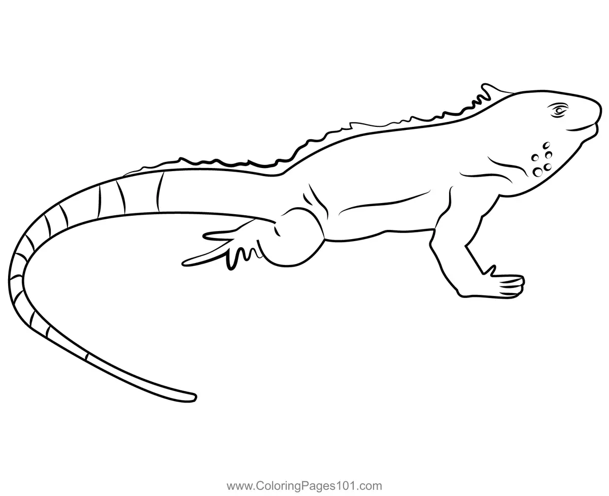 Lizards Coloring Pages 1