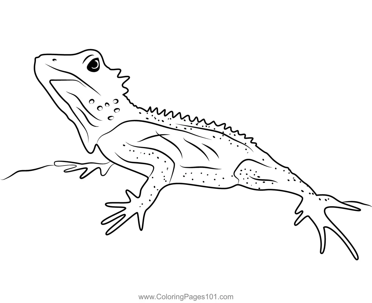 Lizards Coloring Pages 11