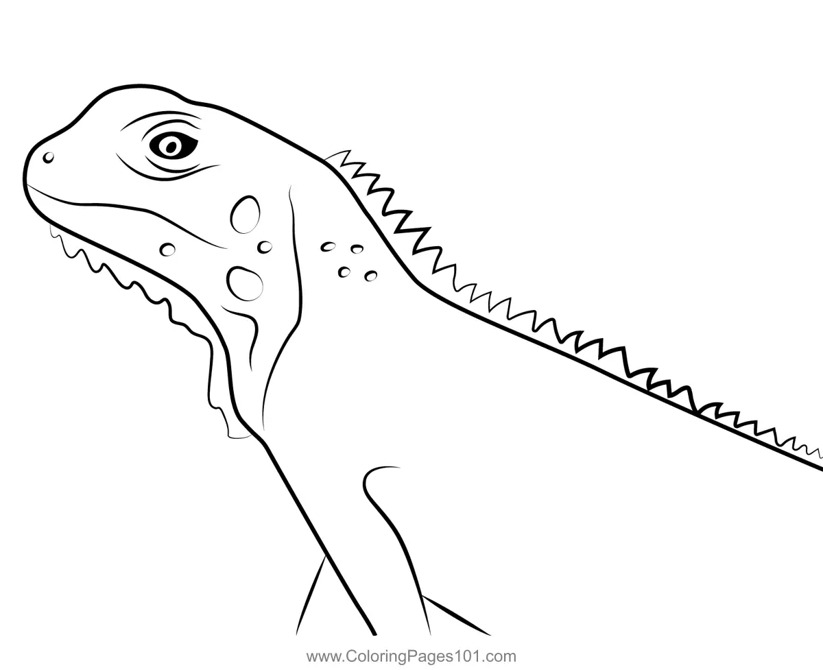 Lizards Coloring Pages