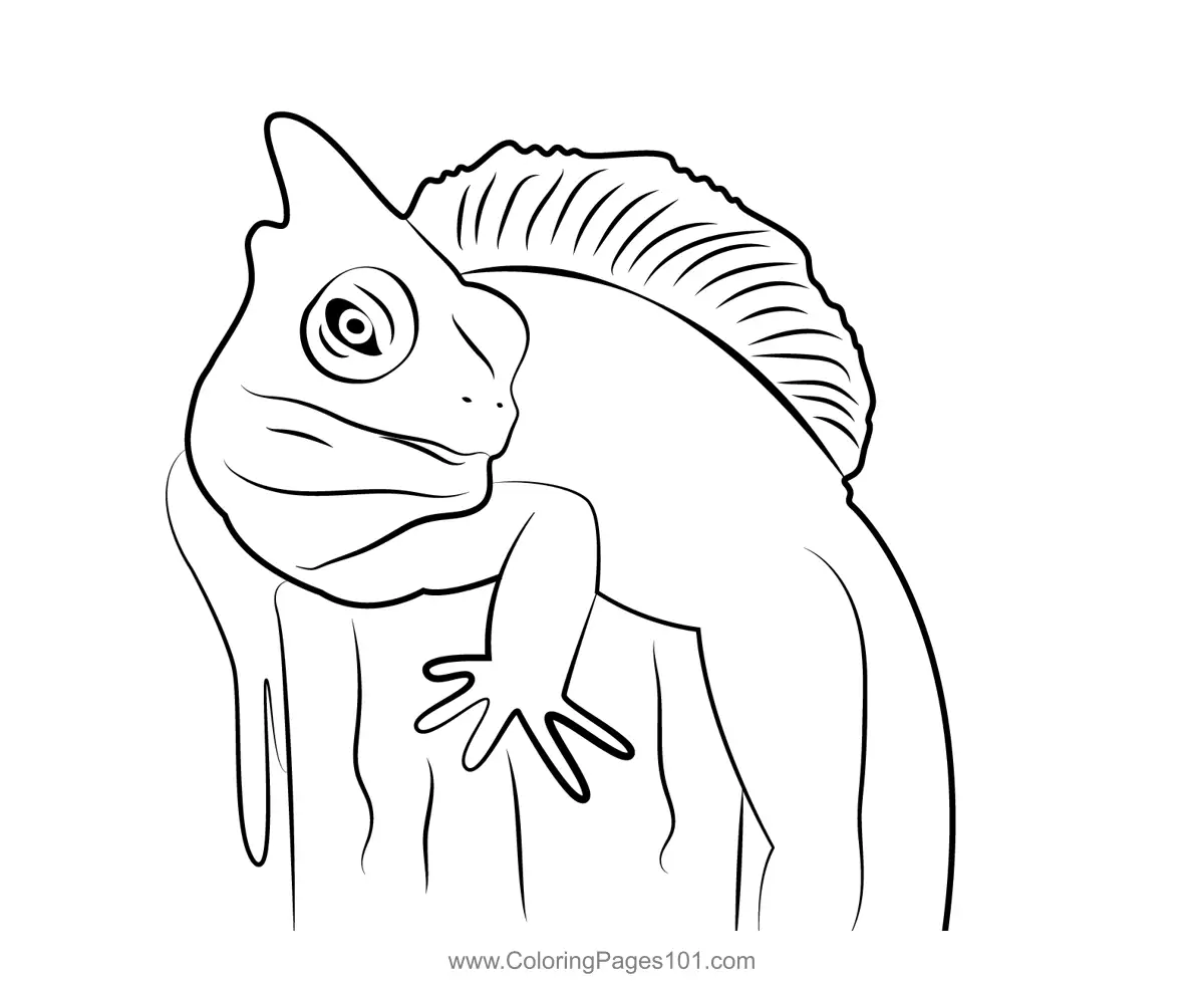 Lizards Coloring Pages 2