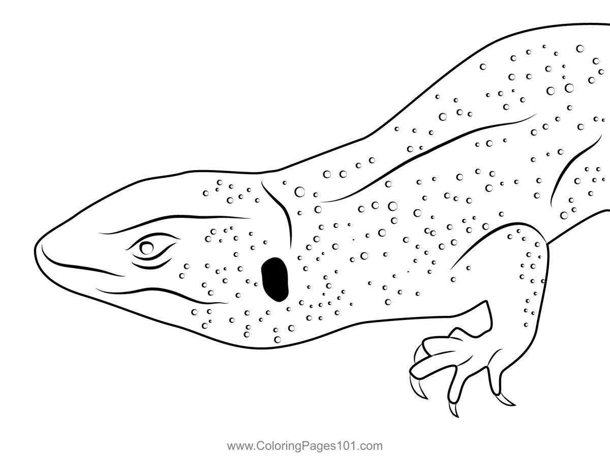 Lizards Coloring Pages 8