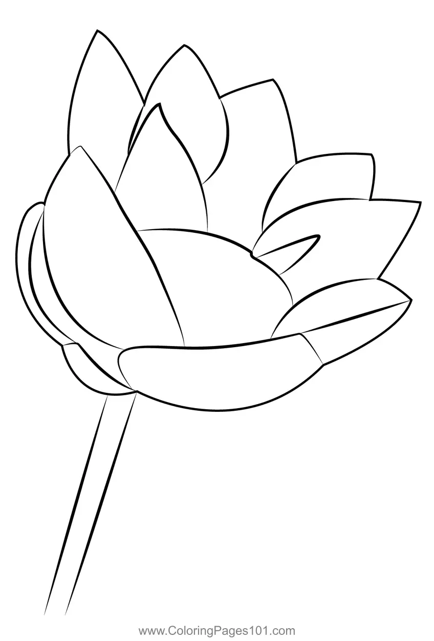 Lotus Coloring Pages 1