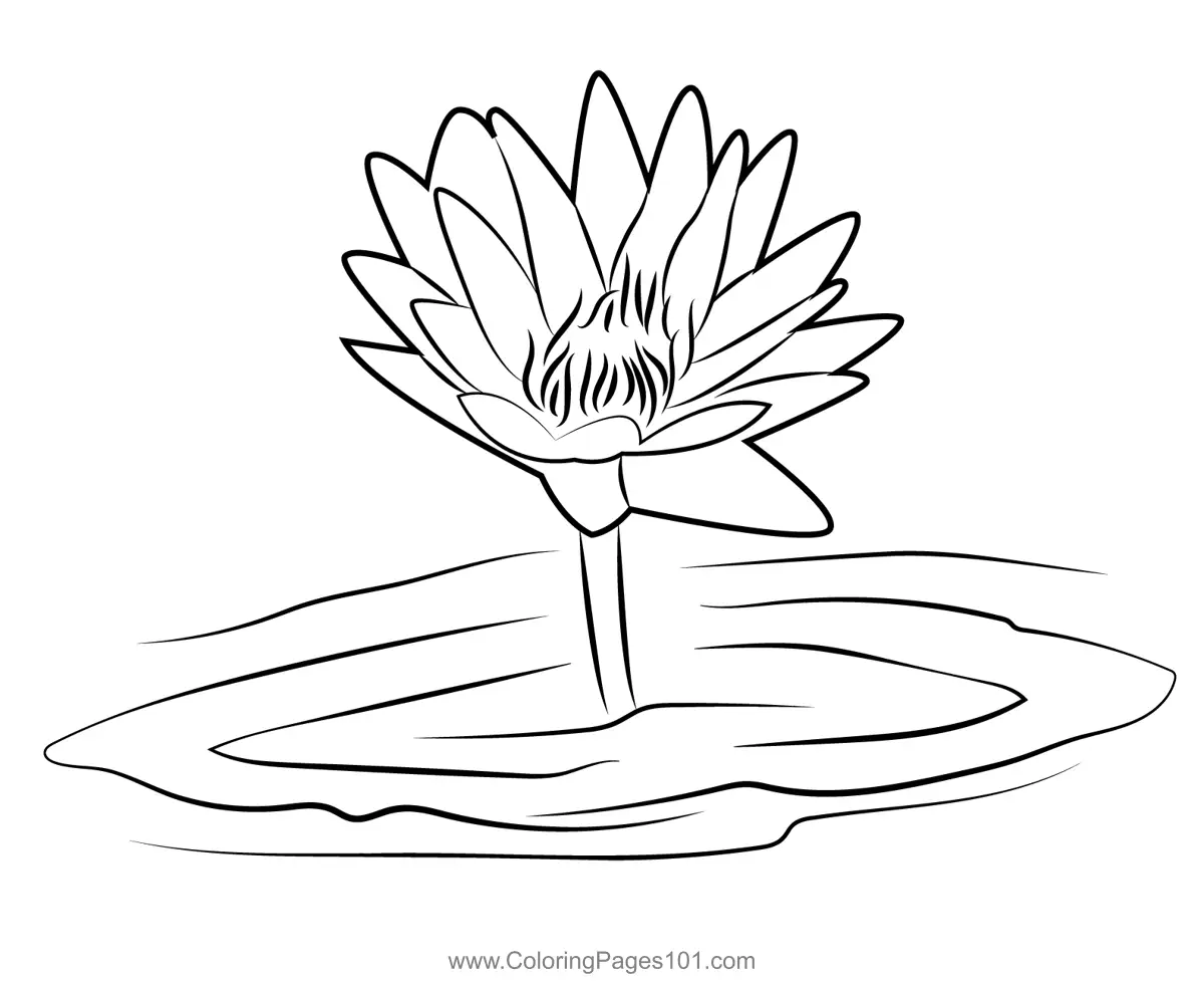 Lotus Coloring Pages 2