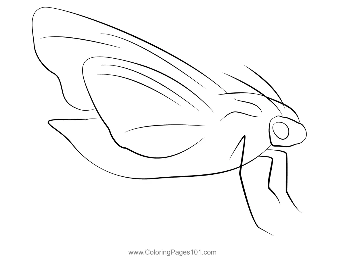 Moths Coloring Pages 5