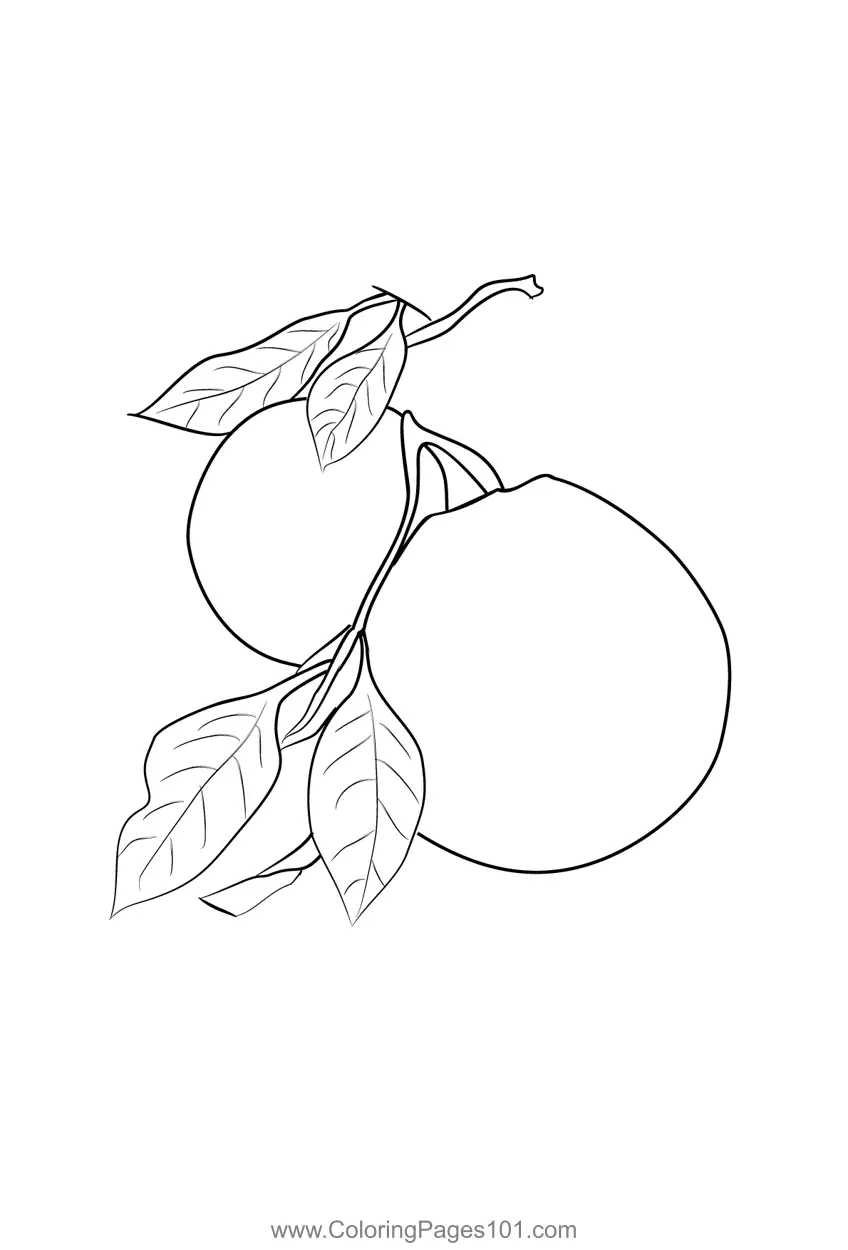 Orange Coloring Pages 7