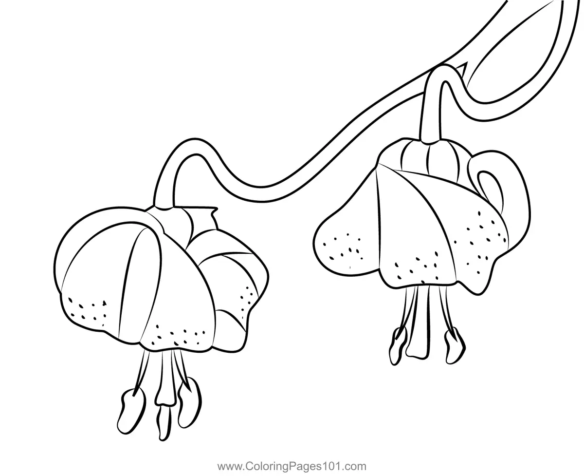 Orchids Coloring Pages
