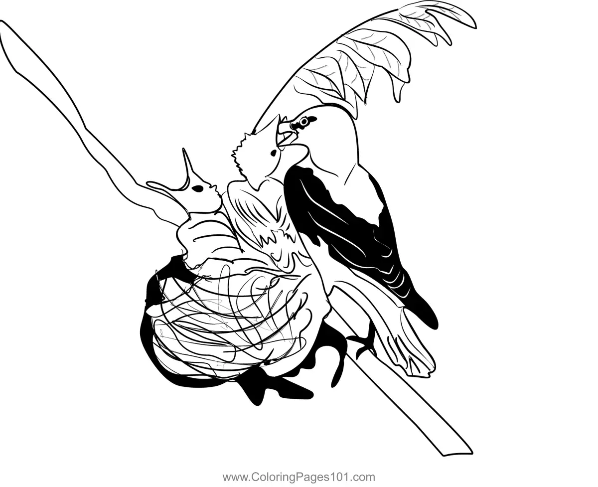 Orioles Coloring Pages 2