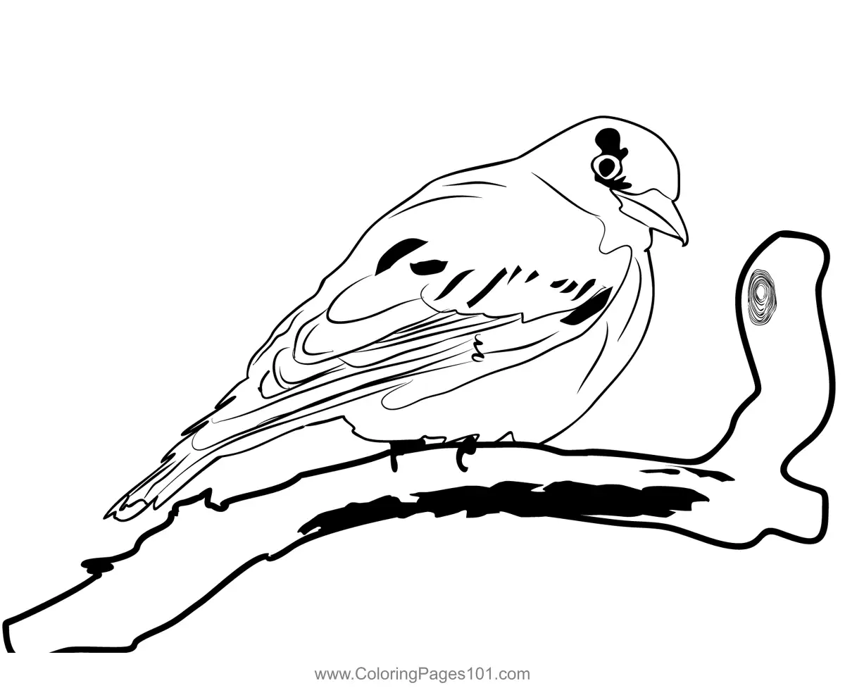 Orioles Coloring Pages 3
