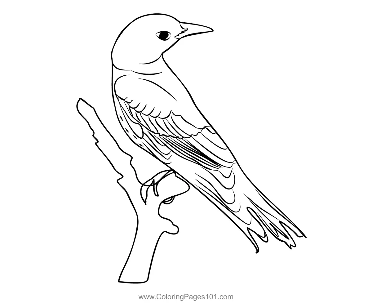Orioles Coloring Pages