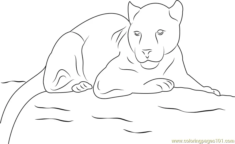 Panther Coloring Pages 4