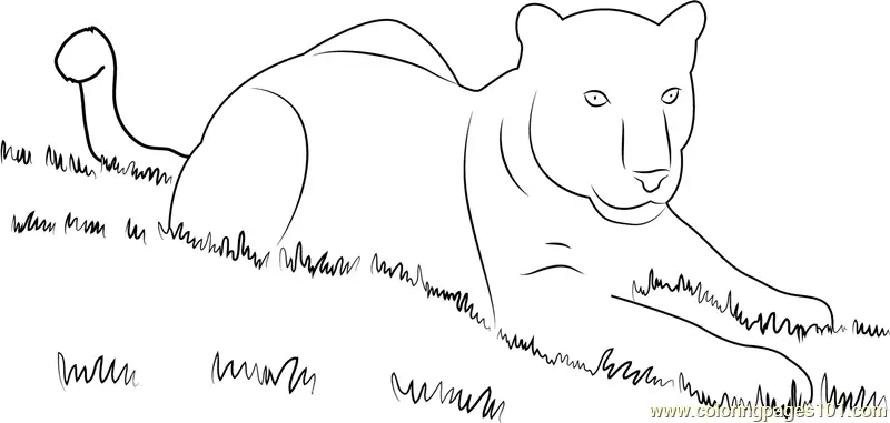 Panther Coloring Pages 8