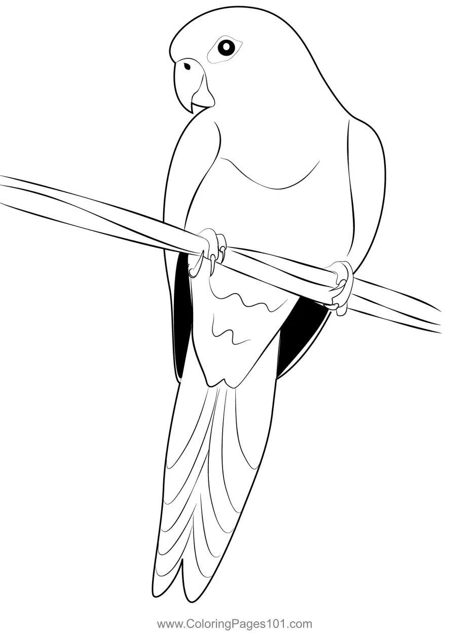 Parrots Coloring Pages 2