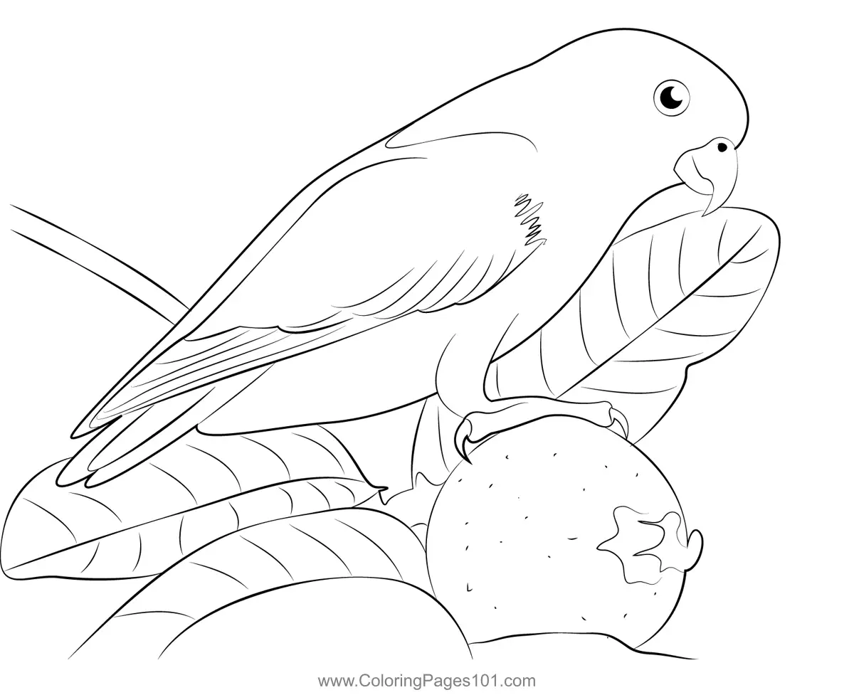 Parrots Coloring Pages 3