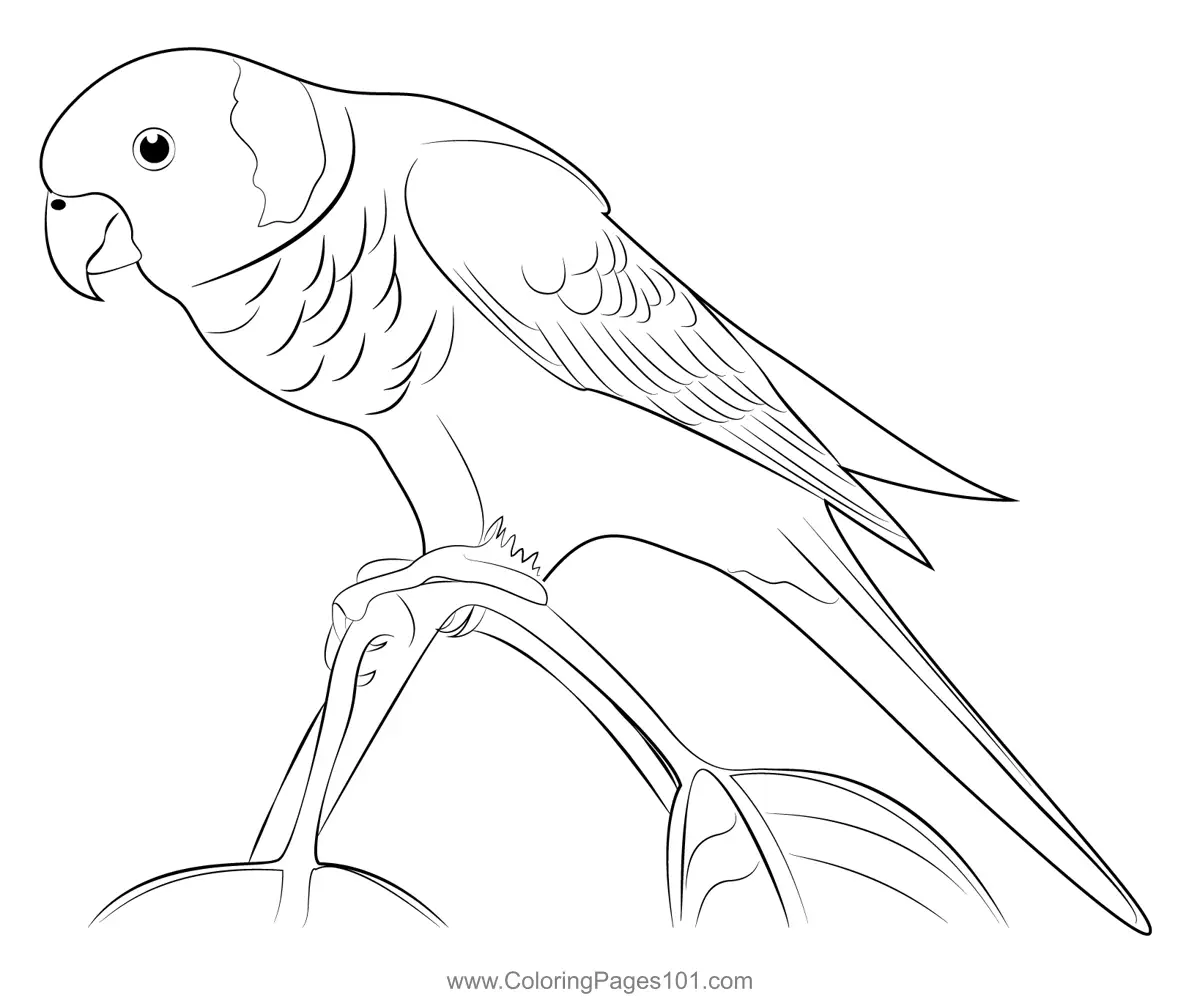 Parrots Coloring Pages 4