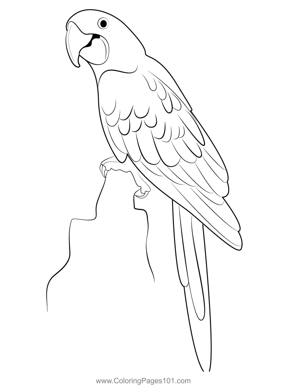 Parrots Coloring Pages 5