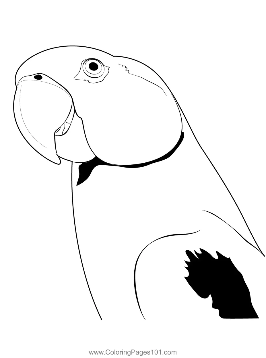 Parrots Coloring Pages 7