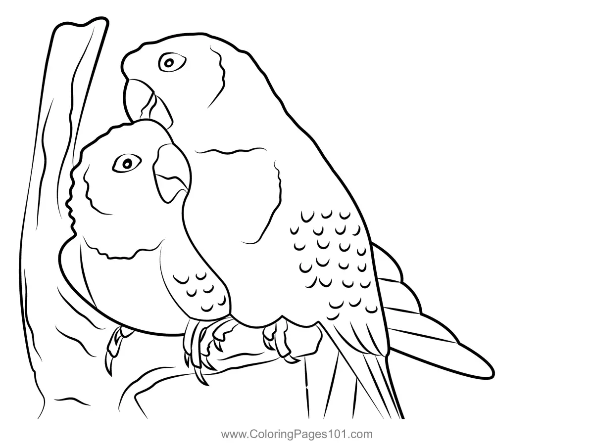 Parrots Coloring Pages 9