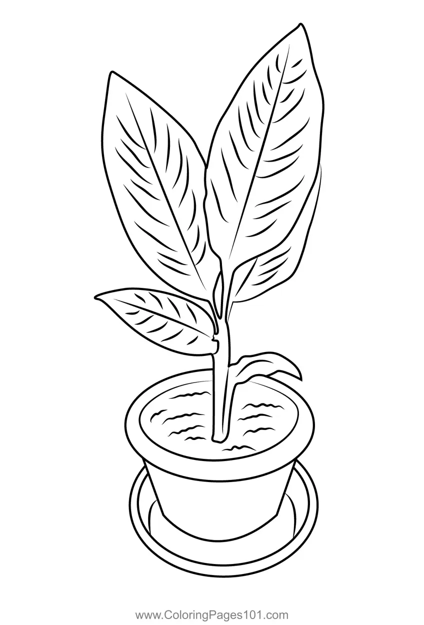 Plants Coloring Pages 6