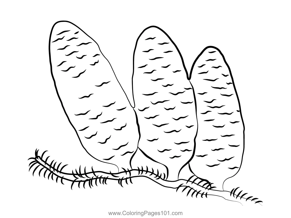 Plants Coloring Pages 7
