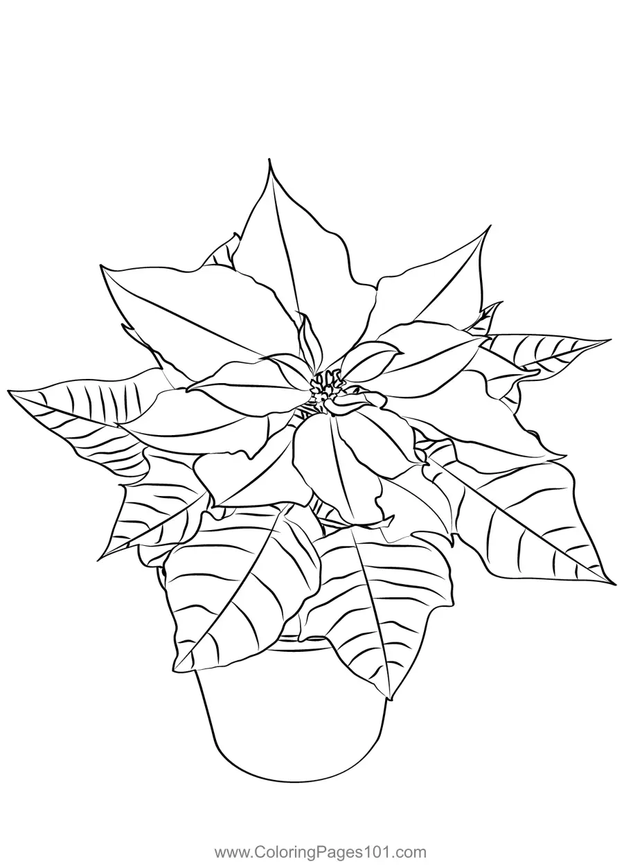 Poinsettias Coloring Pages 1