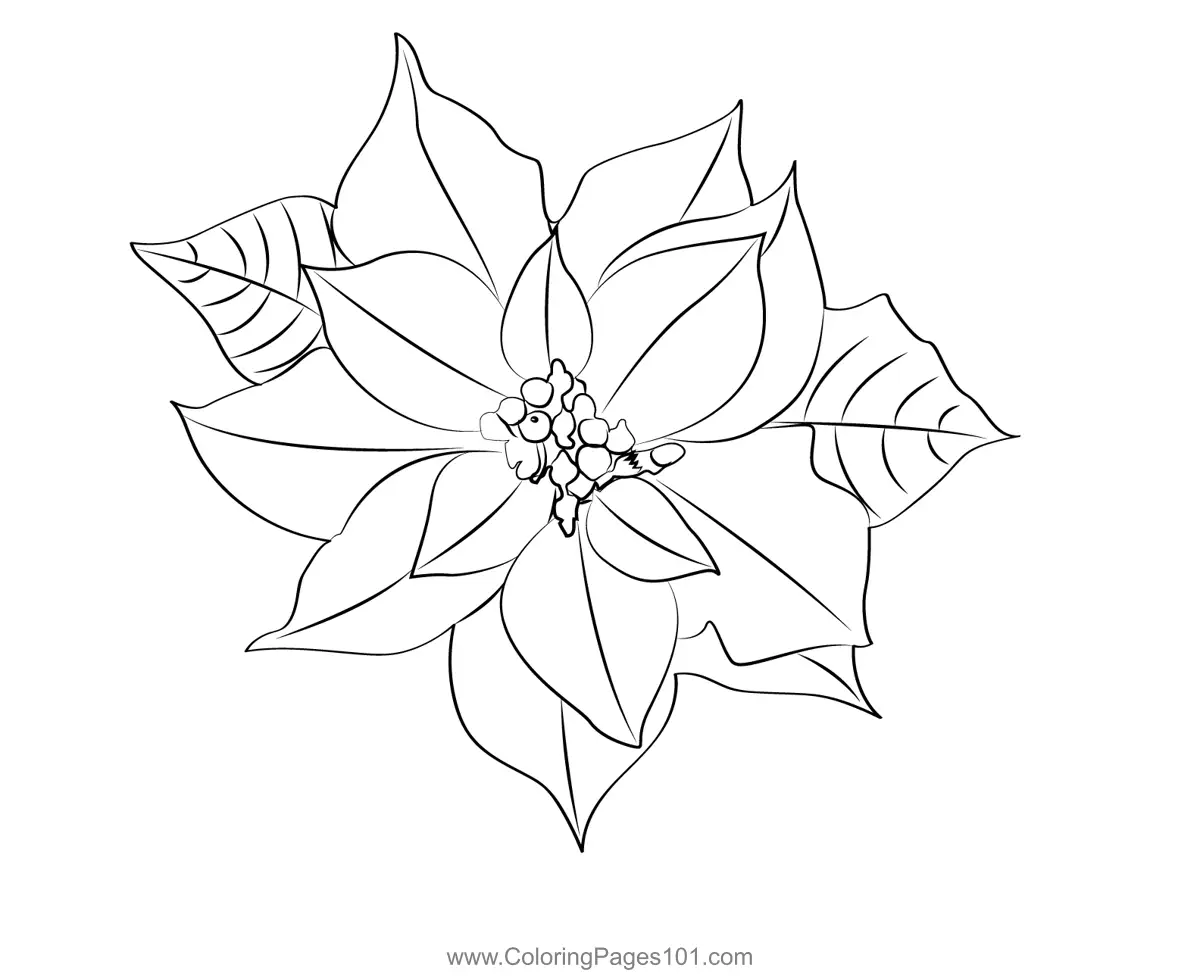 Poinsettias Coloring Pages 2
