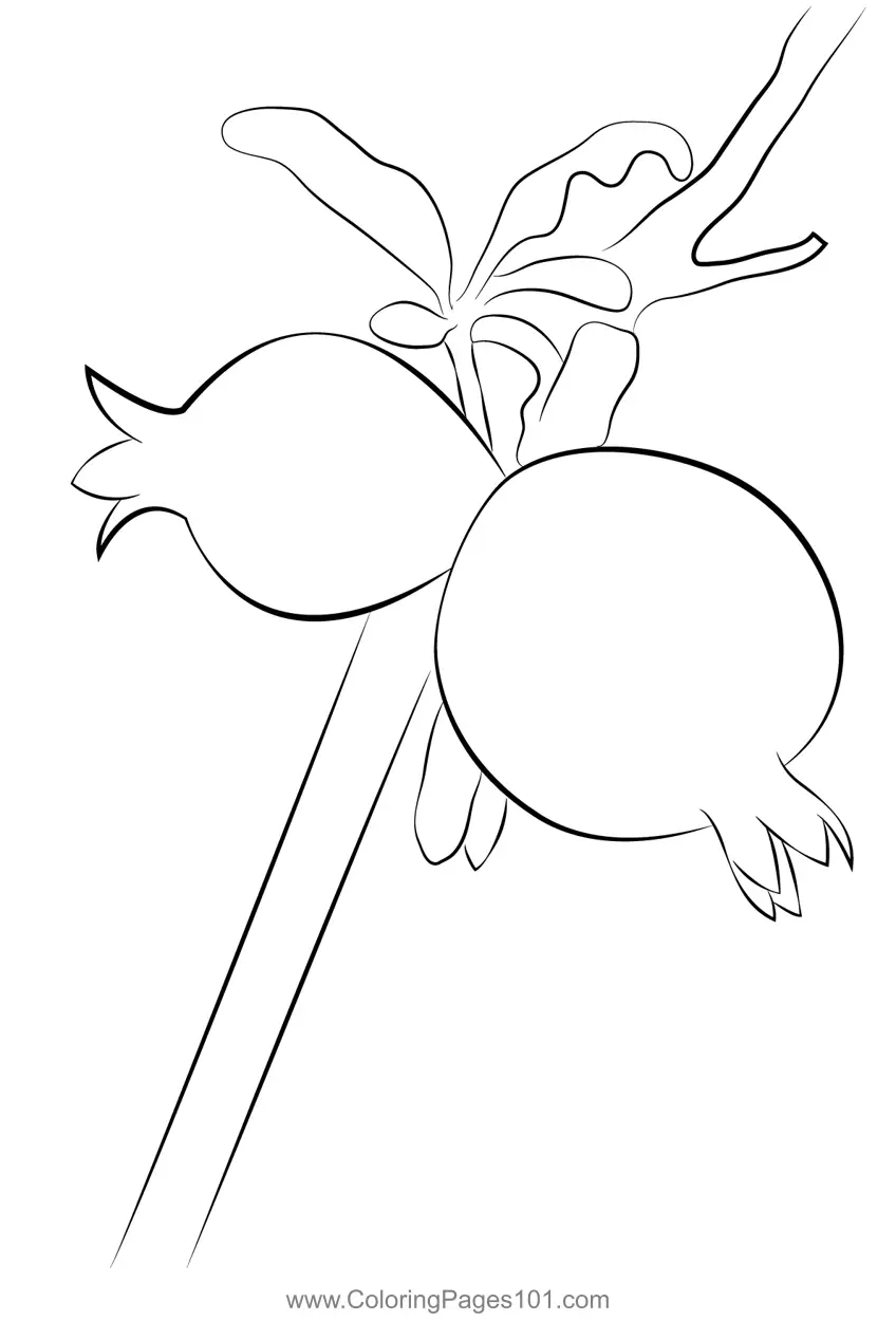 Pomegranate Coloring Pages 2