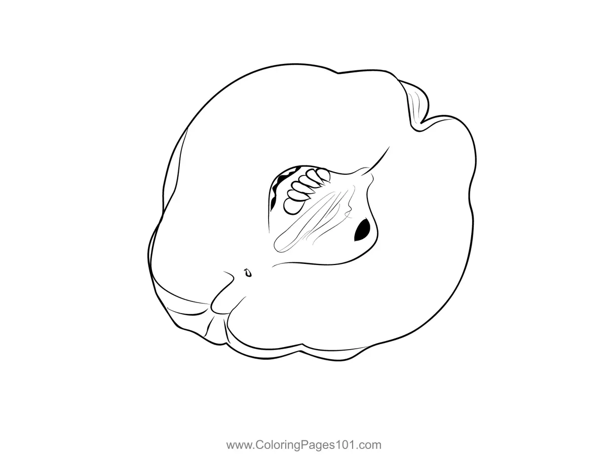 Quince Coloring Pages 1