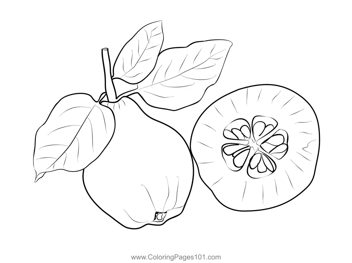 Quince Coloring Pages 2