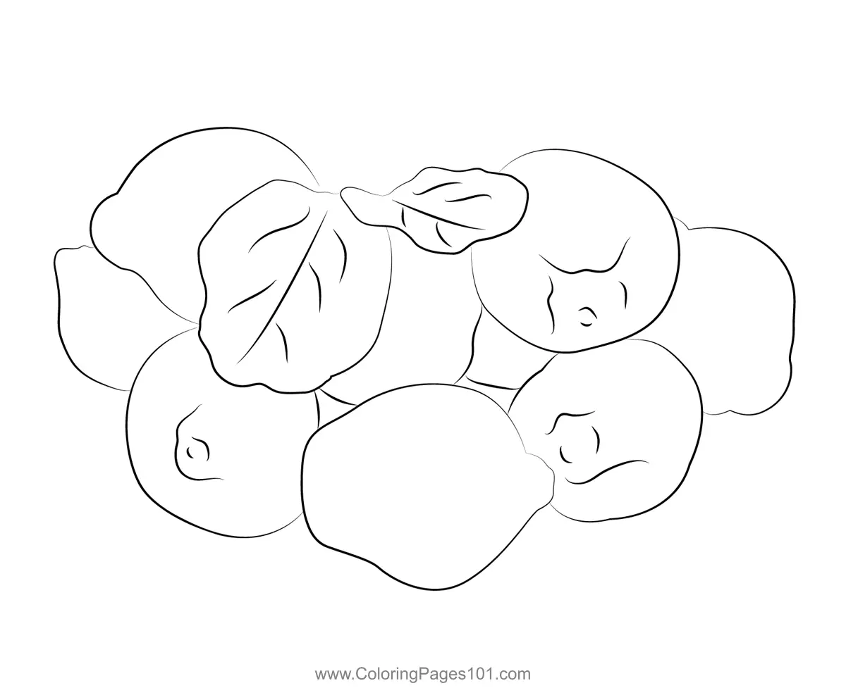 Quince Coloring Pages 3
