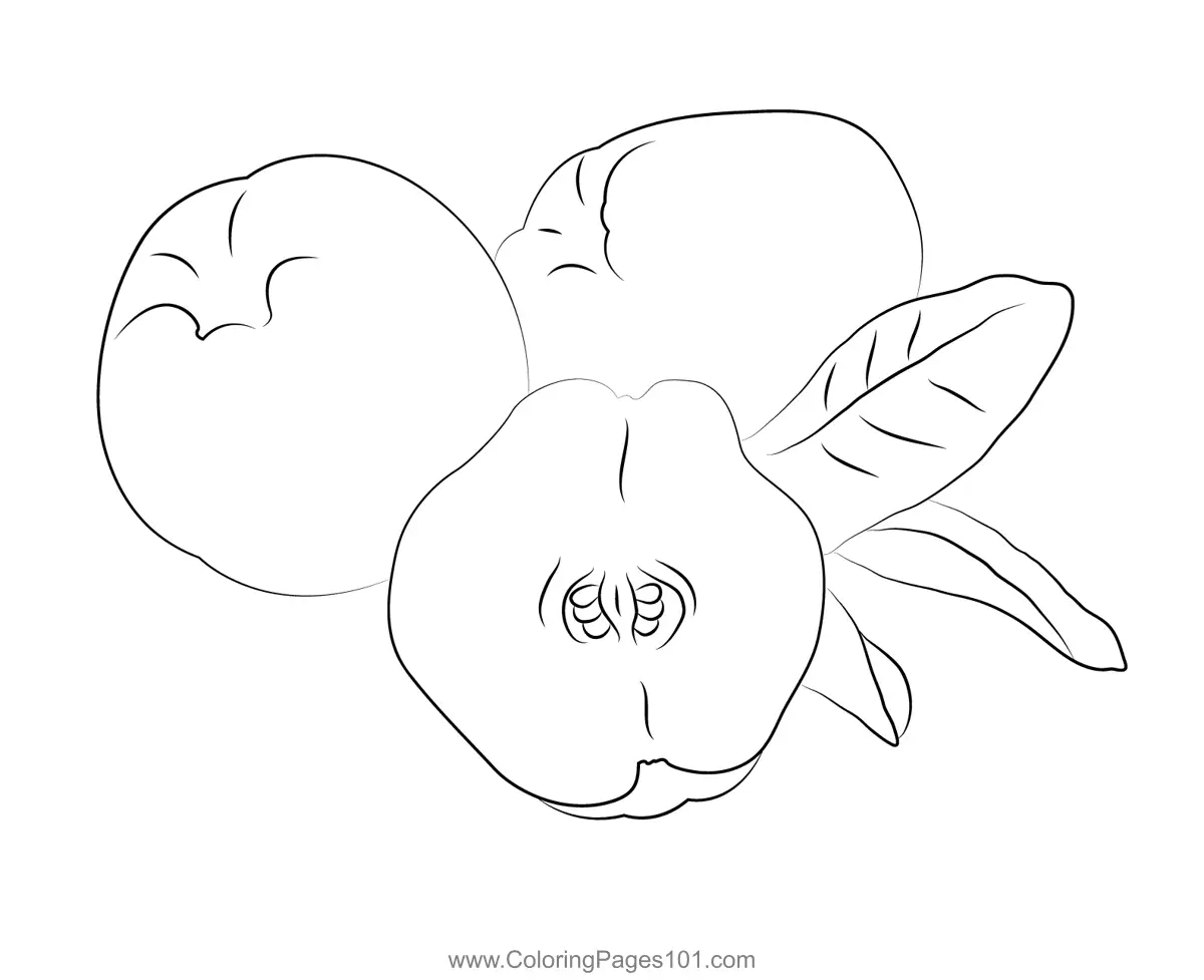 Quince Coloring Pages 6
