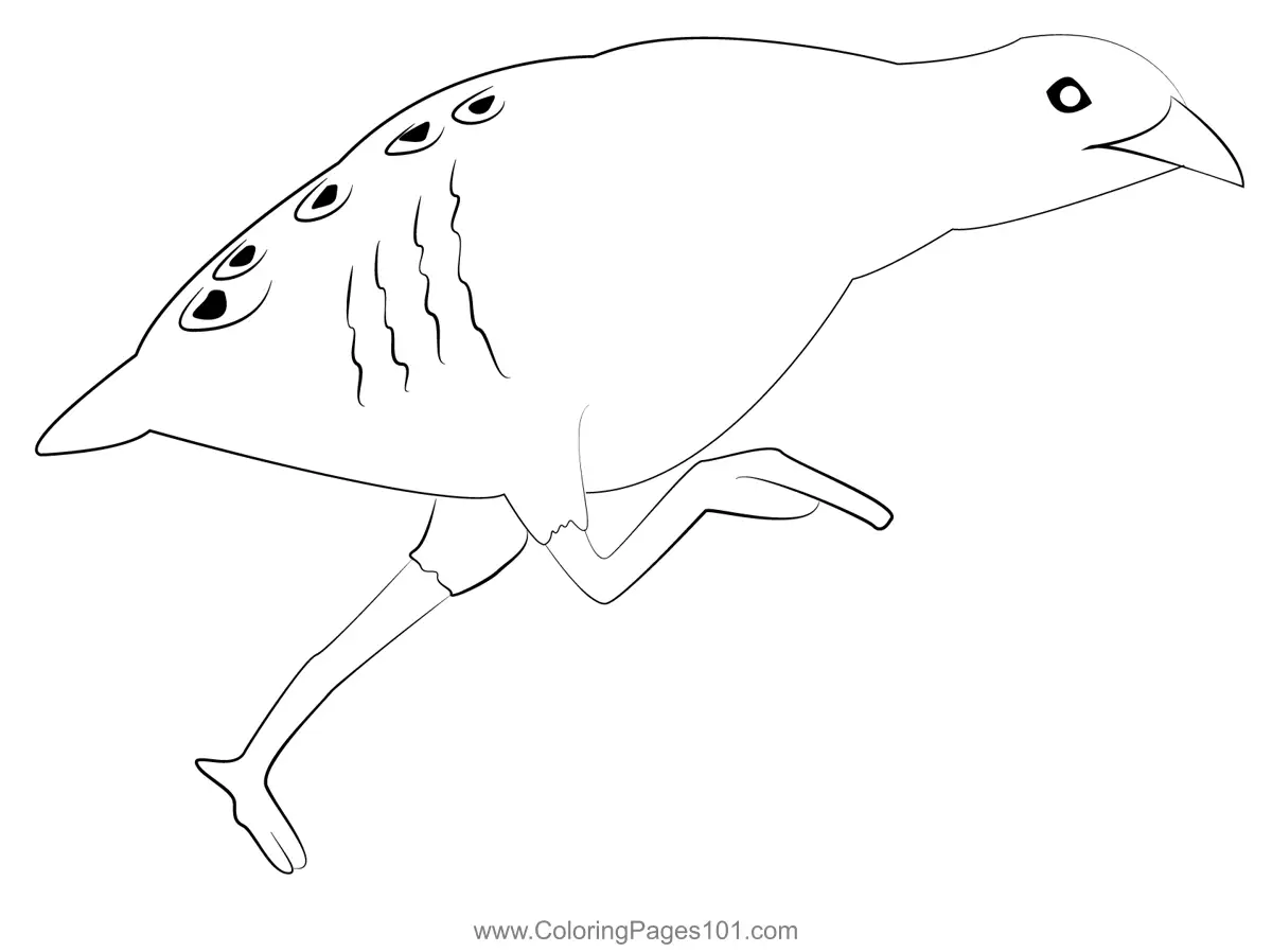 Rails crakes and coots Coloring Pages 1
