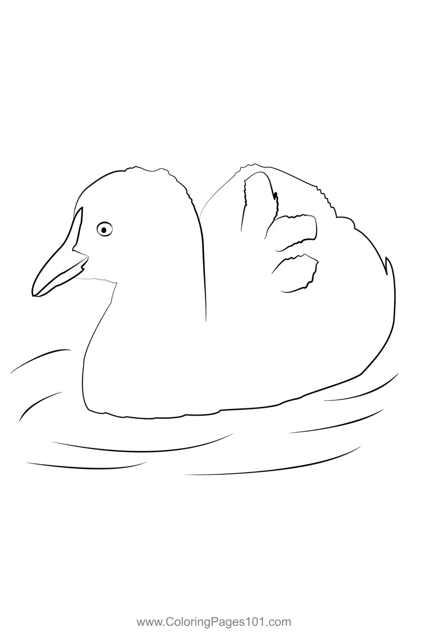 Rails crakes and coots Coloring Pages 10