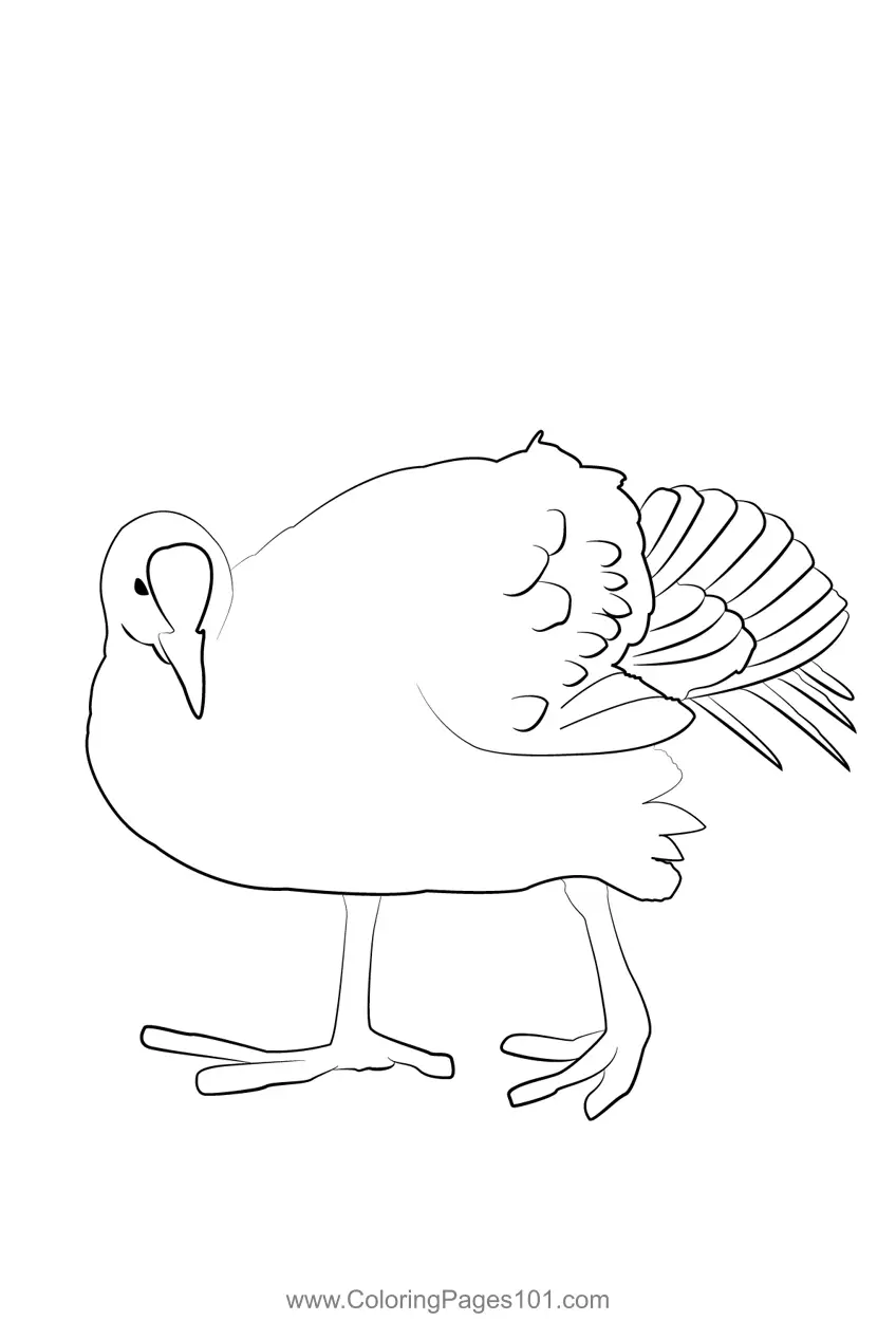 Rails crakes and coots Coloring Pages 11