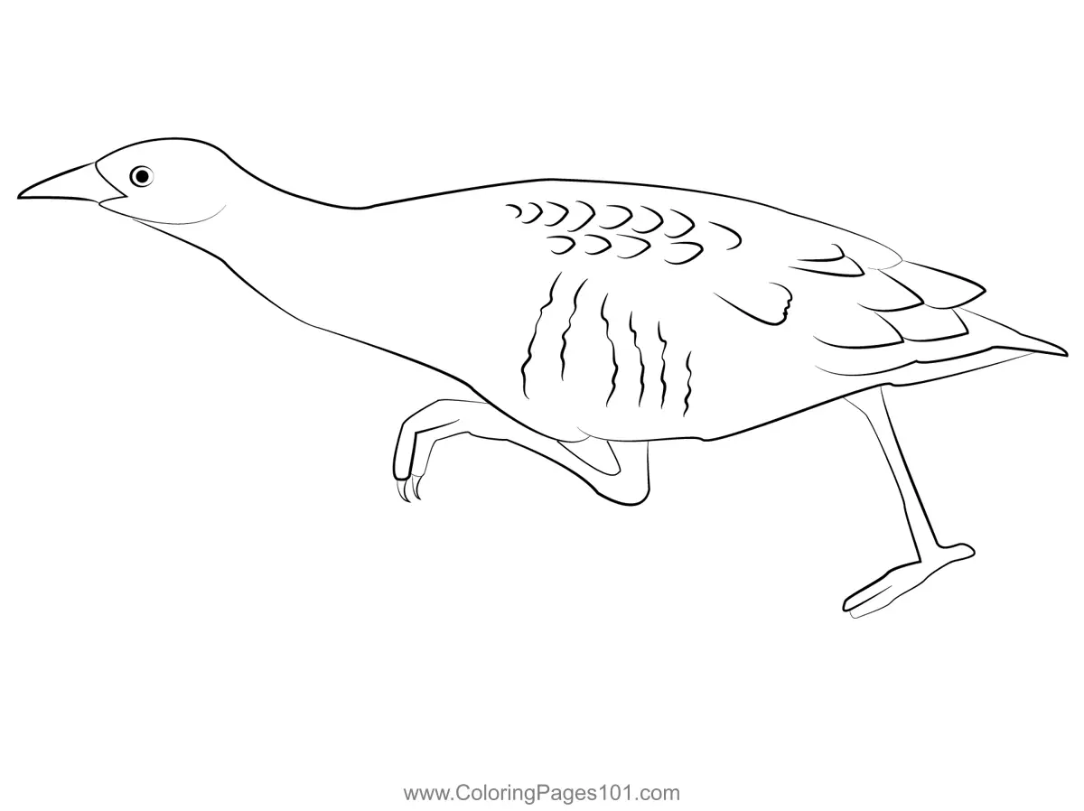 Rails crakes and coots Coloring Pages 2