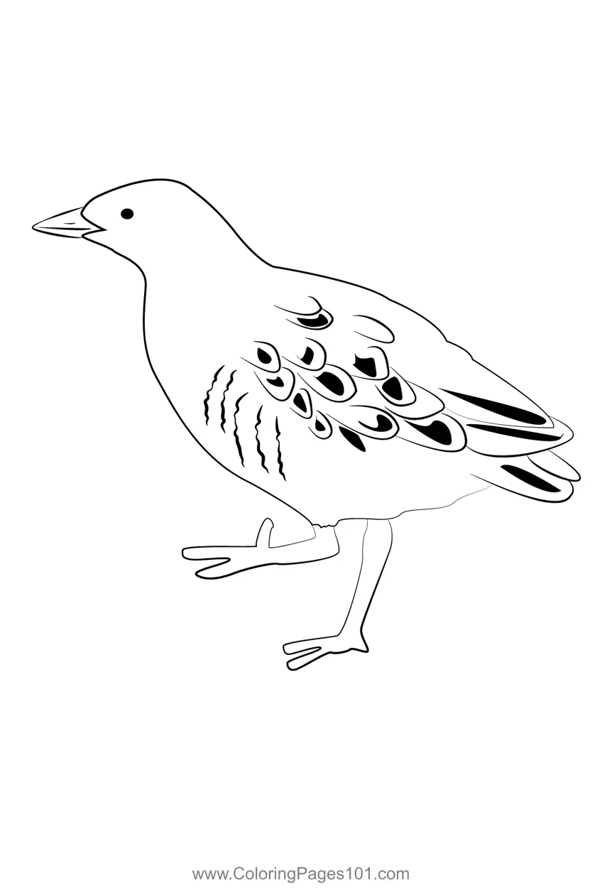 Rails crakes and coots Coloring Pages 3